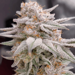 DEVIL DRIVER - Living Soil Exotics - Sticky Fields Farm - Maine