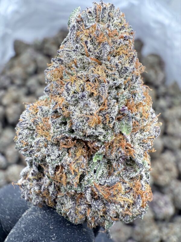 FROSTED VELVET - New Genetic - Frosty Moose - Maine - Image 4