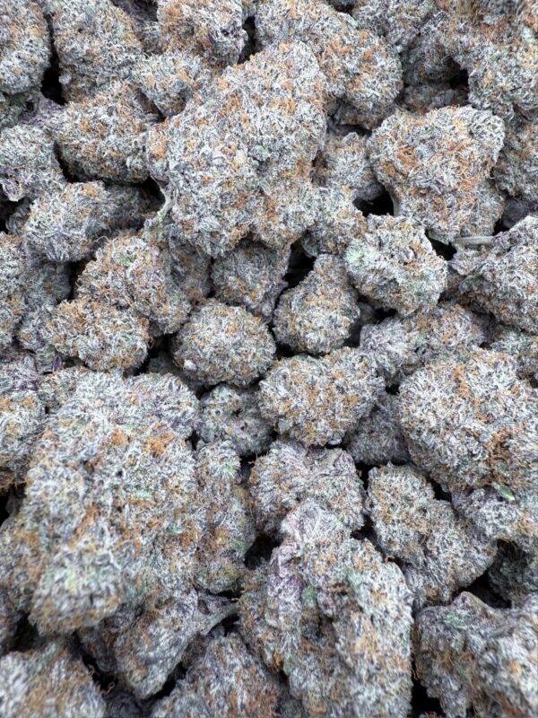 FROSTED VELVET - New Genetic - Frosty Moose - Maine - Image 5