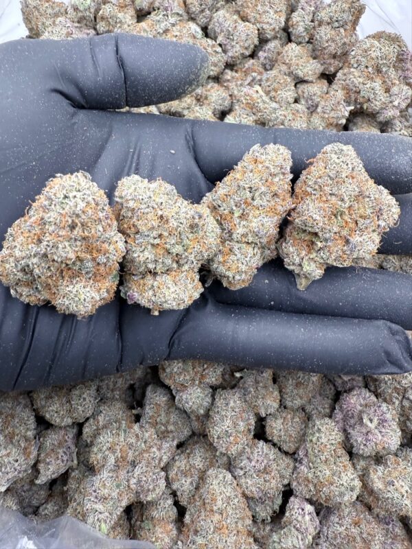 FROSTED VELVET - New Genetic - Frosty Moose - Maine - Image 2