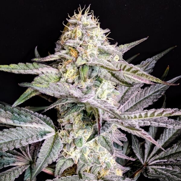 FROSTED VELVET - New Genetic - Frosty Moose - Maine