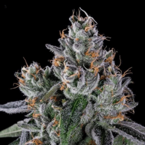 GALACTIC WARHEADS - Living Soil Exotics - Sticky Fields Farm - Maine