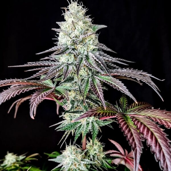 GARLIC COOKIES - Frosty Moose - Maine