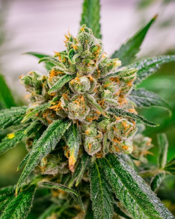 GREEN CRACK - Living Soil Exotics - Illest Haze - Maine