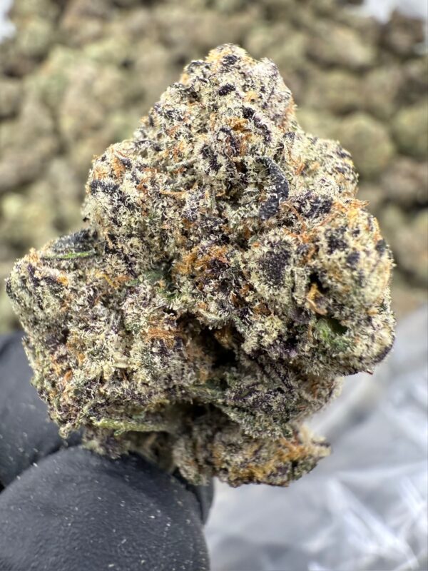 GRUNTZ - Living Soil Exotics - Illest Haze - Maine - Image 3