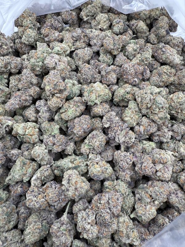 GRUNTZ - Living Soil Exotics - Illest Haze - Maine - Image 2