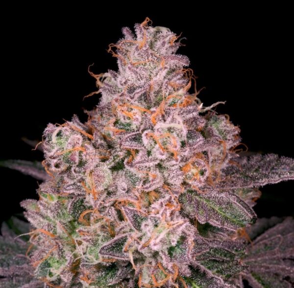 GRUNTZ - Living Soil Exotics - Illest Haze - Maine
