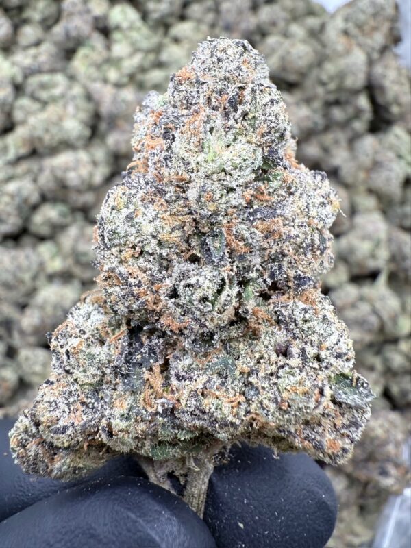 LEMON CHERRY GELATO - Hydro -Loon Lagoon Farm - Maine - Image 2