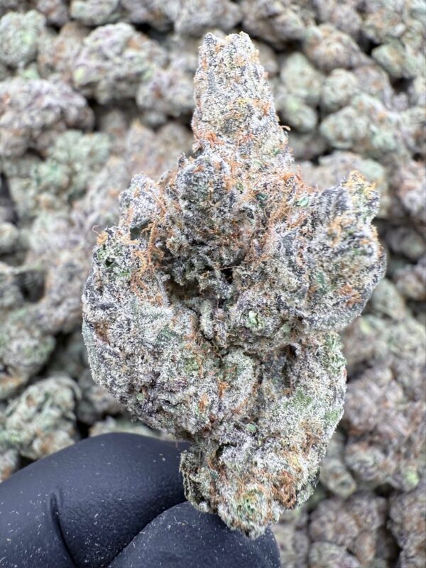 SECRET COOKIES - Hydro - Loon Lagoon Farm - Maine - Image 2