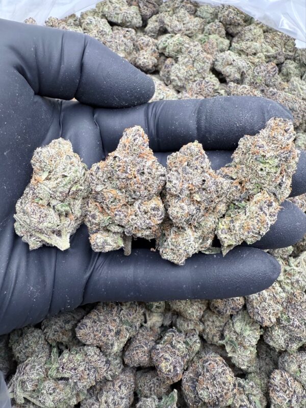 LARRY BIRD - Hydro - Loon Lagoon Farm - Maine - Image 3