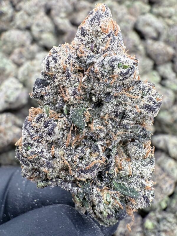 LARRY BIRD - Hydro - Loon Lagoon Farm - Maine - Image 2