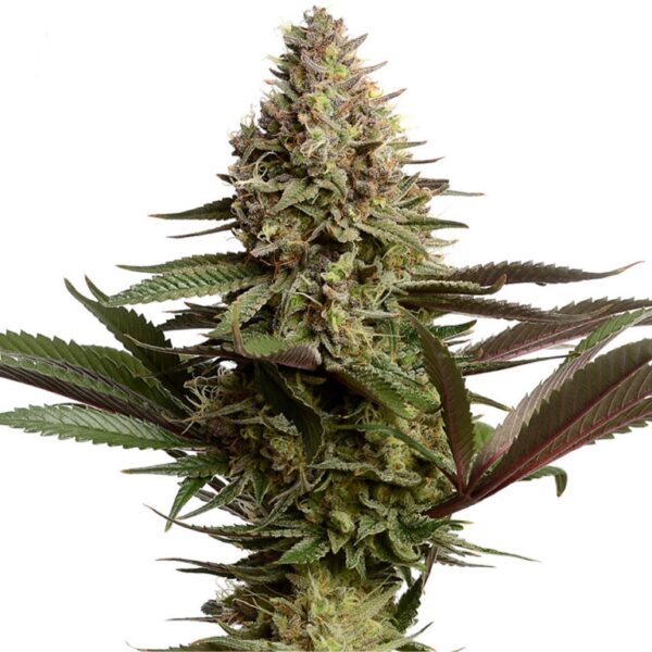 NAD+ - New Genetic - Frosty Moose - Maine