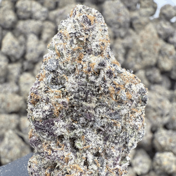 KIWI GODDESS - Living Soil Exotics - Sticky Fields Farm - Maine - Image 3