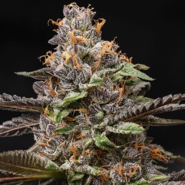 LARRY BIRD - Hydro - Loon Lagoon Farm - Maine