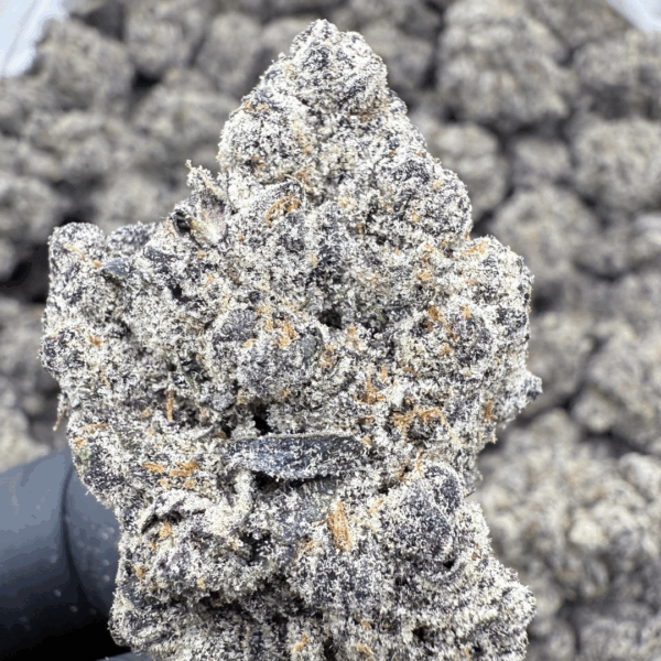 LEMON CHERRY DELIGHT - Living Soil Exotics - Sticky Fields Farm - Maine - Image 3