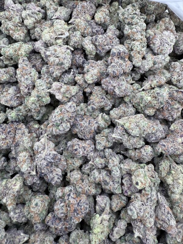 LIZARD BREATH - Living Soil Exotics - Illest Haze - Maine - Image 4