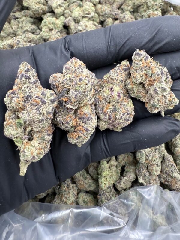 LIZARD BREATH - Living Soil Exotics - Illest Haze - Maine - Image 3