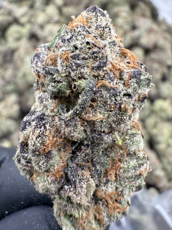 LIZARD BREATH - Living Soil Exotics - Illest Haze - Maine - Image 2