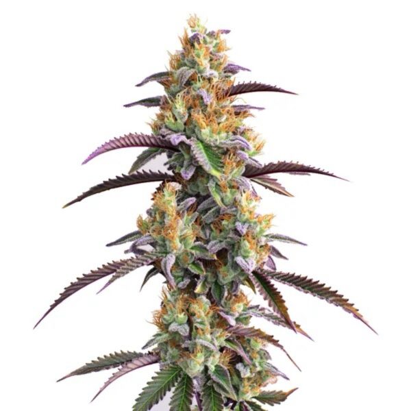 LIZARD BREATH - Living Soil Exotics - Illest Haze - Maine