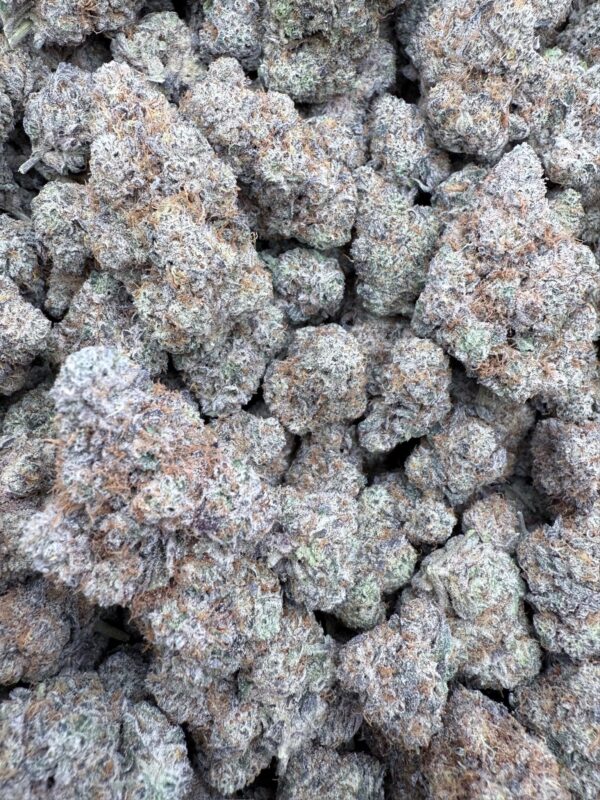 PISTACHIO 61 - Frosty Moose - Maine - Image 5