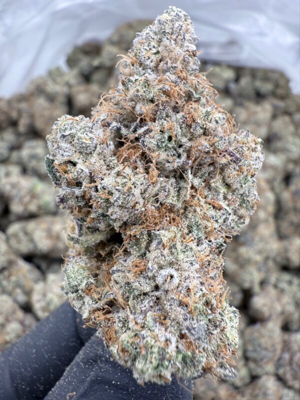 PISTACHIO 61 - Frosty Moose - Maine - Image 4
