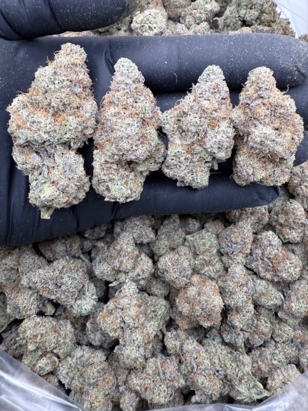 PISTACHIO 61 - Frosty Moose - Maine - Image 3