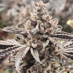 QUEEN OF THE SOUTH - Living Soil Exotics - Sticky Fields Farm - Maine