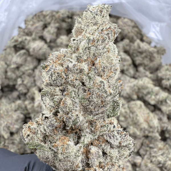 QUEEN OF THE SOUTH - Living Soil Exotics - Sticky Fields Farm - Maine - Image 4