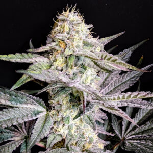 SHERB FUEL - Frosty Moose - Maine