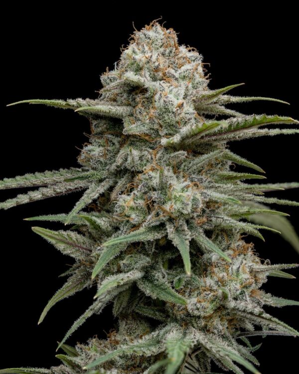 SUPER LEMON MAC - Frosty Moose - Maine