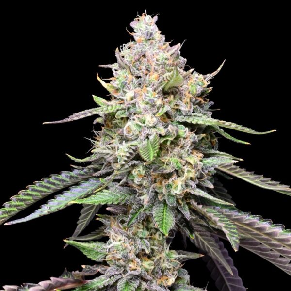 SECRET COOKIES - Hydro - Loon Lagoon Farm - Maine