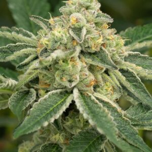 BUBBLE JACK - Living Soil Exotics - Sticky Fields Farm - Maine