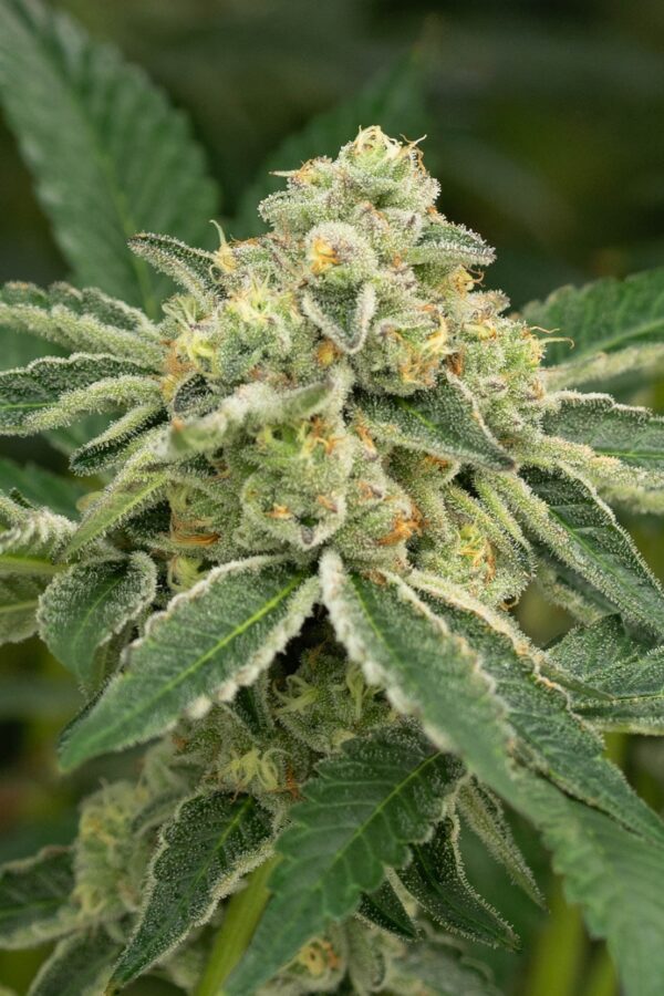 BUBBLE JACK - Living Soil Exotics - Sticky Fields Farm - Maine