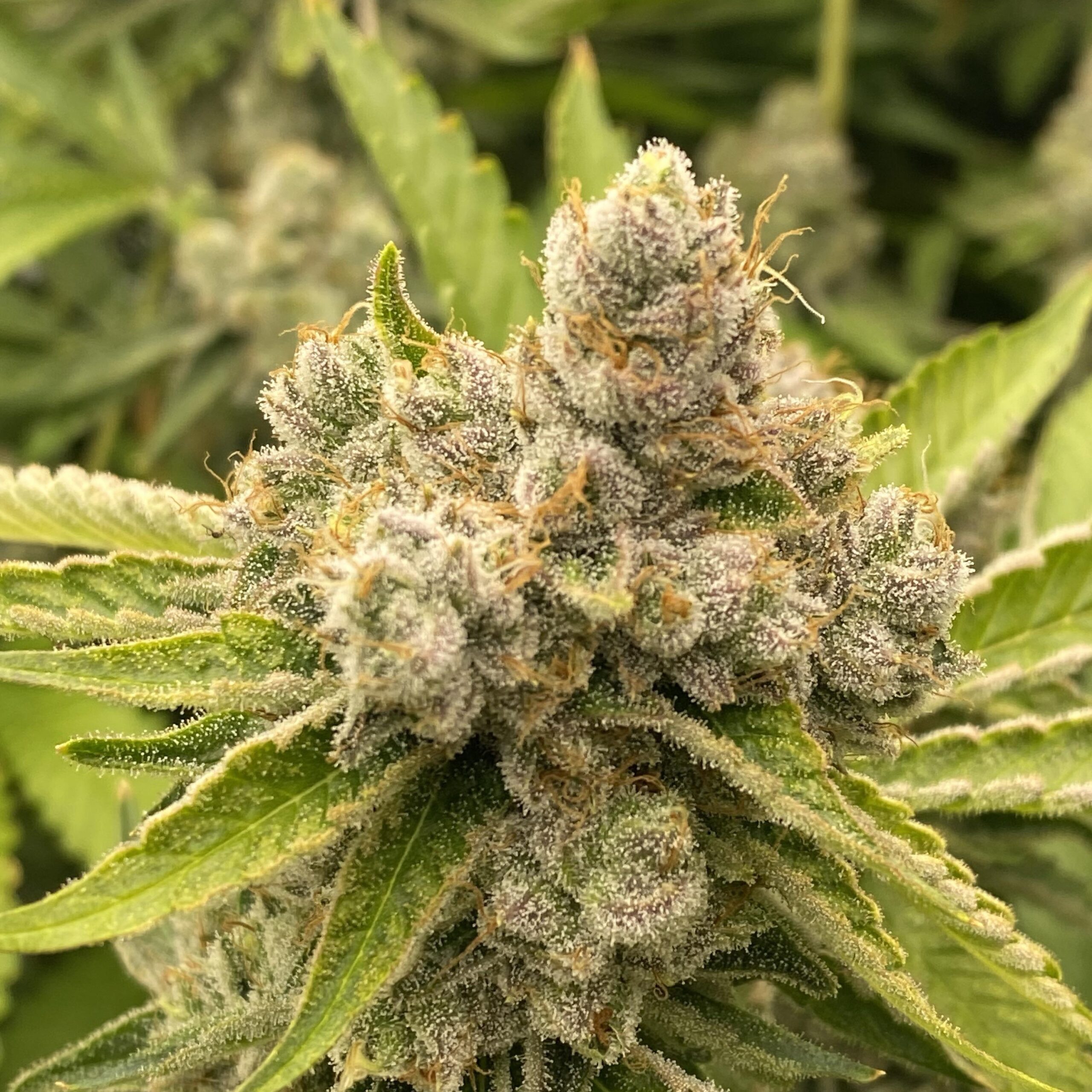 LEMON BISCUITS - Frosty Moose - Maine