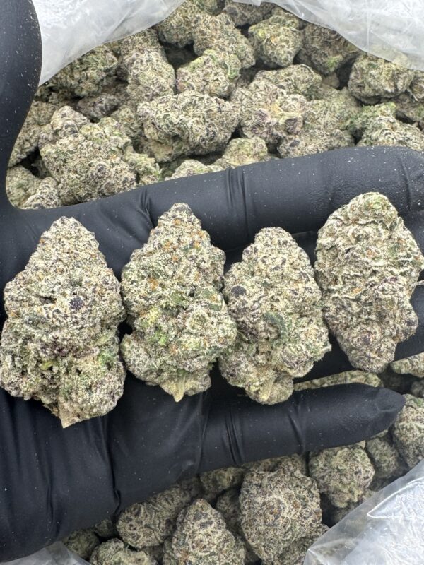 EL CHIVO - Hydro - Humboldt - Image 3