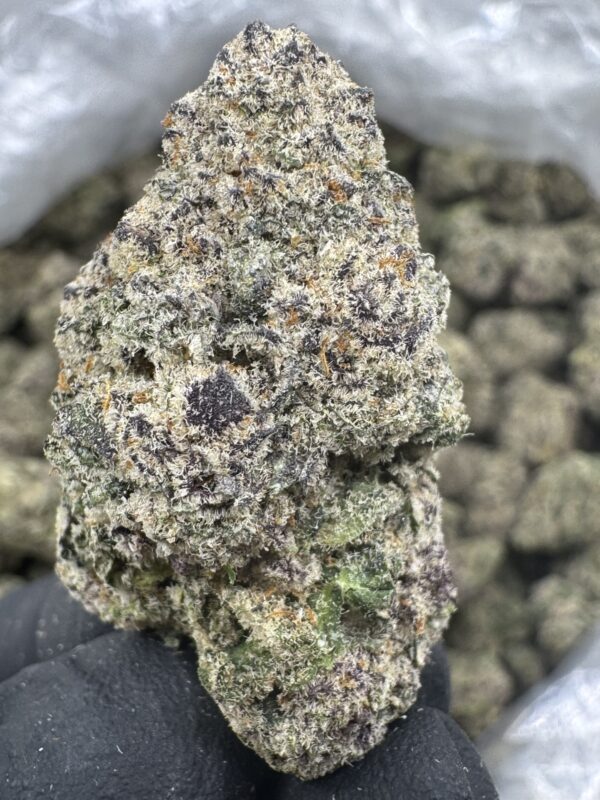 EL CHIVO - Hydro - Humboldt - Image 2