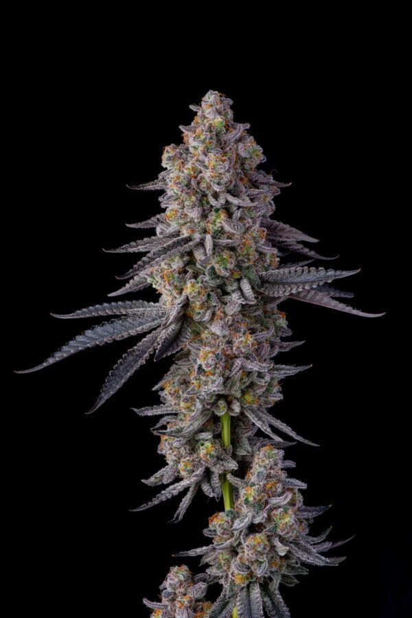 EL CHIVO - Hydro - Humboldt