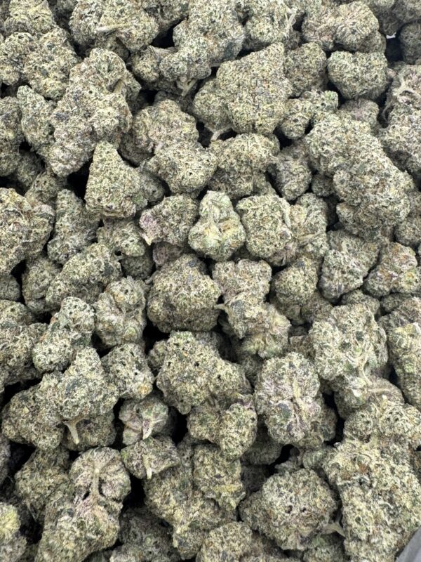 BLEACHER CREATURE - New Genetics - Frosty Moose - Maine - Image 4