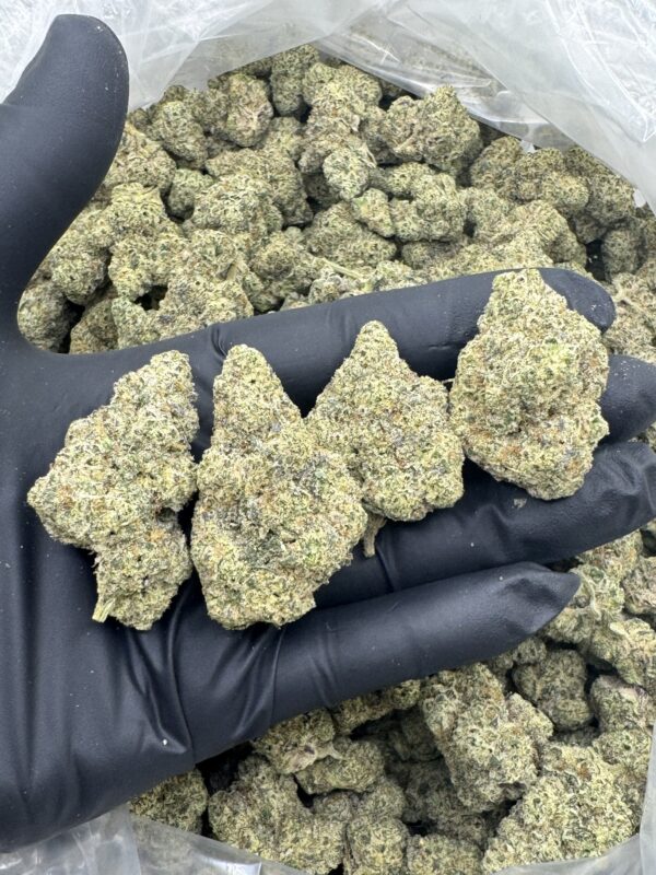 BLEACHER CREATURE - New Genetics - Frosty Moose - Maine - Image 3