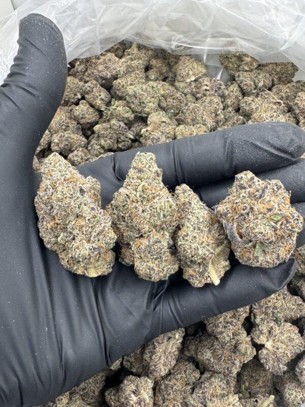 WHITE RUNTZ - Hydro - Humboldt - Image 3