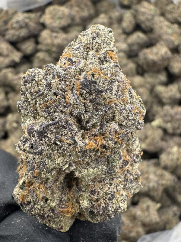 WHITE RUNTZ - Hydro - Humboldt - Image 2