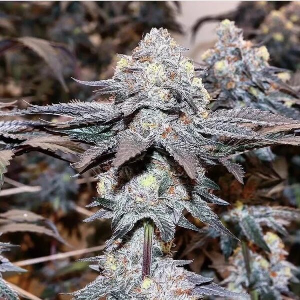 BLEACHER CREATURE - New Genetics - Frosty Moose - Maine
