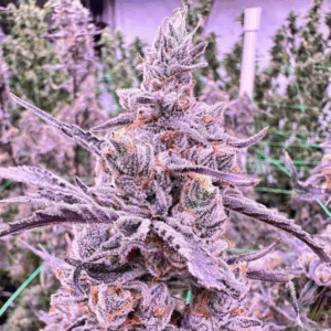 LEMON CHERRY DELIGHT - Living Soil Exotics - Sticky Fields Farm - Maine